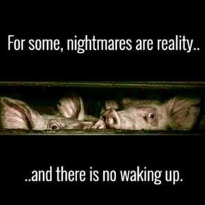 Meet your Posher, Kristine